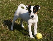 Kurzhaariger Parson-Russell-Terrier Welpe