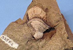 Petalodus ohioensis fossil.jpg