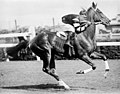 Phar Lap. New Zealand born winner of the 1930 Melbourne Cup