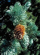 foliage and cone