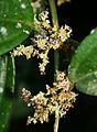 Pilea longicaulis