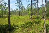 Scattered narrow trees among an expanse of shrubs