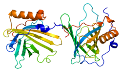 Protein LCN2 PDB 1dfv.png