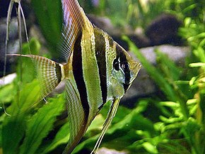 Plačiakūnis skaliaras (Pterophyllum altum)