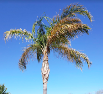Queen palm in Phoenix, Arizona, showing sunburned fronds, a common issue with them in hot desert climates
