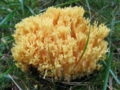 Ramaria flavescens