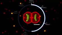 File:Reconstitution in 6 phases, of the changes in cell shape (in red) and nucleoid structure (roughly equivalent to the DNA, in green), during the cell cycle of the bacteria D. radiodurans.webm