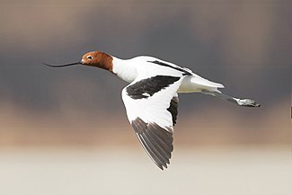 Red-necked Avocet