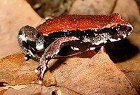 Красноспинная ложная жаба
