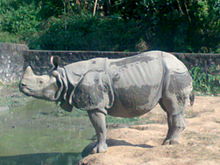 Rhino at Assam State Zoo.jpg