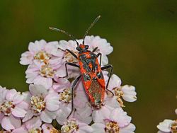 Rhopalidae - Corizus hyoscyami.JPG