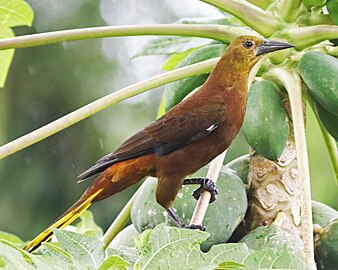 Black billed subspecies in the lowlands of eastern Ecuador