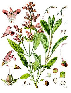 [Obrazek: 250px-Salvia_officinalis_-_K%C3%B6hler%E...en-126.jpg]