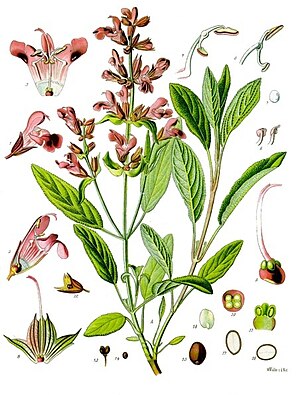 Echt Salwei (Salvia officinalis)
