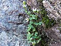 Miniatura para Saxifraga carpatica