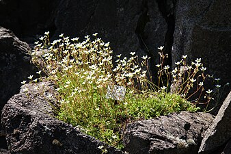 Saxifraga rosacea subsp. sponhemica - Rijnse steenbreek