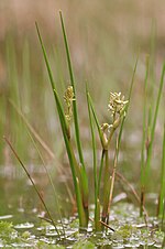 Miniatura per Scheuchzeria