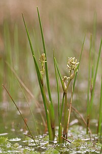 Scheuchzeria palustris