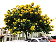 Senna macranthera Senna Macranthera - Sao Paulo 2.jpg