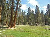 Sequoia-Nationalpark