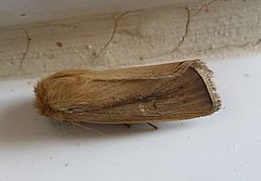 Description de l'image Sesamia nonagrioides. Noctuidae .Xyleninae. Apameini. Sesamiina. (5257594156).jpg.