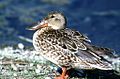 Northern Shoveler Anas clypeata