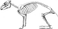 Skeleton of Pachyrukhos (Typotheria, Hegetotheriidae)