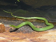 a green snake