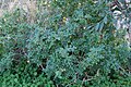 Паслён Линнея (Solanum linnaeanum)