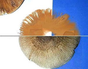 Making a spore print of the mushroom Volvariella volvacea shown in composite: (photo lower half) mushroom cap laid on white and dark paper; (photo upper half) cap removed after 24 hours showing pinkish-tan spore print. A 3.5-centimeter glass slide placed in middle allows for examination of spore characteristics under a microscope. Spore print.jpg