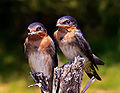 שתי סנוניות בריכה (Hirundo neoxena) לאחר הפריחה מהקן. גם אצלם בסיס המקור הצהוב מצביע על כך שהם פרחונים.