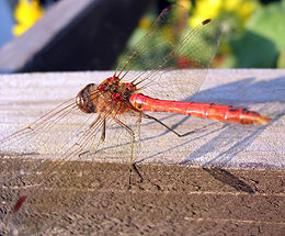 Didžioji skėtė (Sympetrum striolatum), patinas