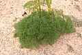 Ferula lancerottensis