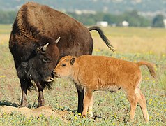 Amerikanischer Bison mit Kalb