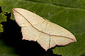 Ampfer-Spanner (Timandra comae)