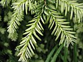 Pingloj de kanada cugo (Tsuga canadensis)