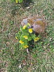 Våradonis, Adonis vernalis.