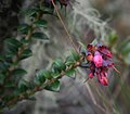 Vaccinium floribundum