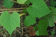 Vitis amurensis.jpg