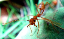 A weaver ant in fighting position, mandibles wide open WeaverAntDefense.JPG