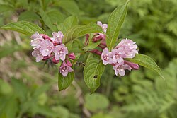 Weigela hortensis