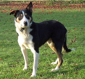 Welsh Sheepdog