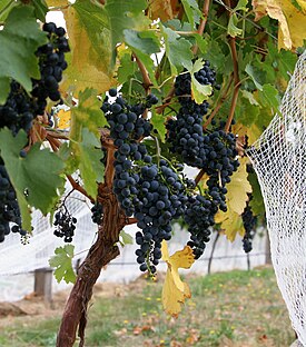 http://upload.wikimedia.org/wikipedia/commons/thumb/8/85/Wine_grapes04.jpg/275px-Wine_grapes04.jpg