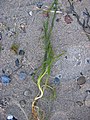 Groot zeegras (Zostera marina)