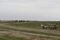 Выгон крупного и мелкого рогатого скота в Туркменской степи