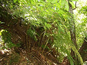 Culcita macrocarpa no seu habitat.