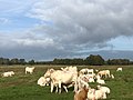 Zondagsbroek (Nationaal Landschap Drentsche Aa)