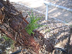 Acacia-trachycarpa.jpg