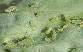 Adultos e ninfas alimentándose nunha folla de Lactuca sativa.