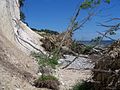 Platz 7: Gillys.-tosh6.1d - Bröckelnde Kliffkante bei Saßnitz auf der Insel Rügen, „Nationalpark Jasmund“. - Ein weiteres Bild, das eine Geschichte erzählt. Die abgerutschten Pflanzen passen nicht in die Ästhetik der gängigen Landschaftsfotografie. Die Nahaufnahme gibt demgegenüber eine enzyklopädische Vorstellung von der Dramatik unterhalb der Abbruchkante.